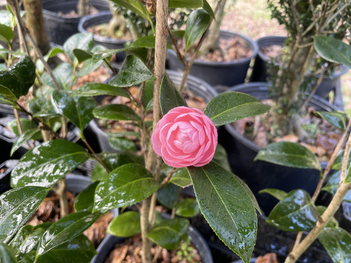 help id this camellia cultivar v0 vvvkz0fsxokg1.jpg