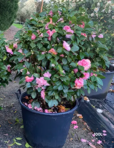 CamelliaJaponicaFranHoneyerBalls100L.webp