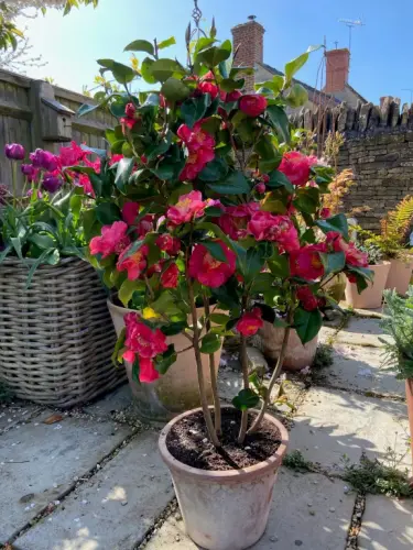 caring for camellias Dr King.webp