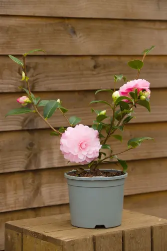 CamelliaJaponica HappyBirthdayIMG 5767.webp
