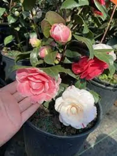 Camellia plant IWNT4CPGM3 2024 08 19 1.webp