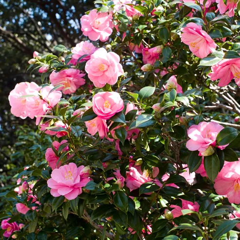 Camellia Plant 4.webp