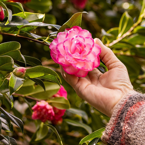 Plant Leslie Ann Camellia Flowering 65913.jpg