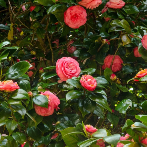 Jack Camellia flowering 33070.jpg