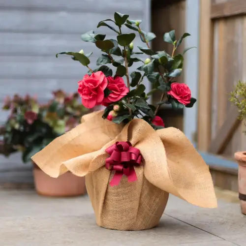 red bow camellia.webp