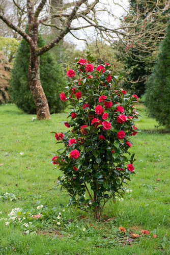 red camellia shrub bush heather edwards 733x1098.jpg