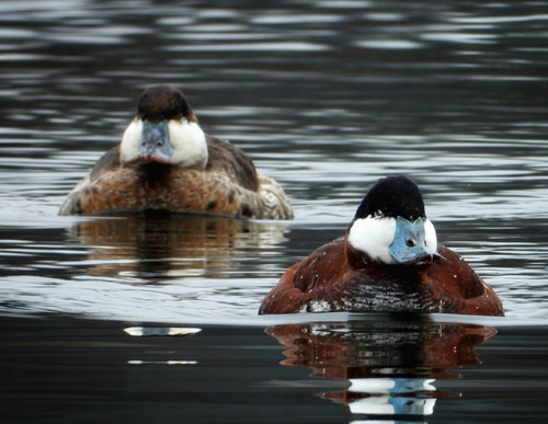 HE7ljv4awAA8 Io?format=jpg.jpg