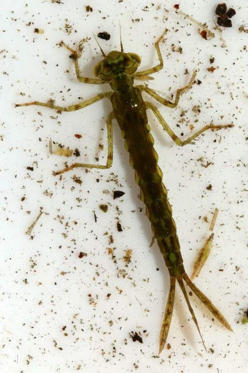 HE6THJ acAAKh1n?format=jpg.jpg