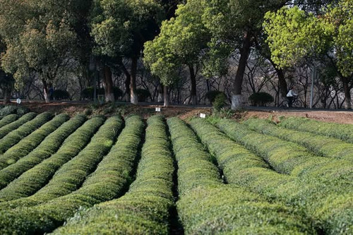 662311550 1372234031597514 9136947625356762290 n.jpg?stp=dst jpg s590x590 tt6& nc cat=106&ccb=1 7& n.jpg