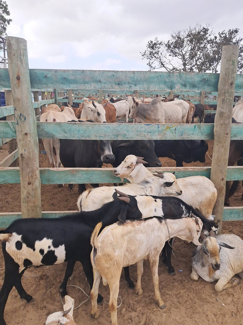 HE9747 aEAAAGO8?format=jpg.jpg