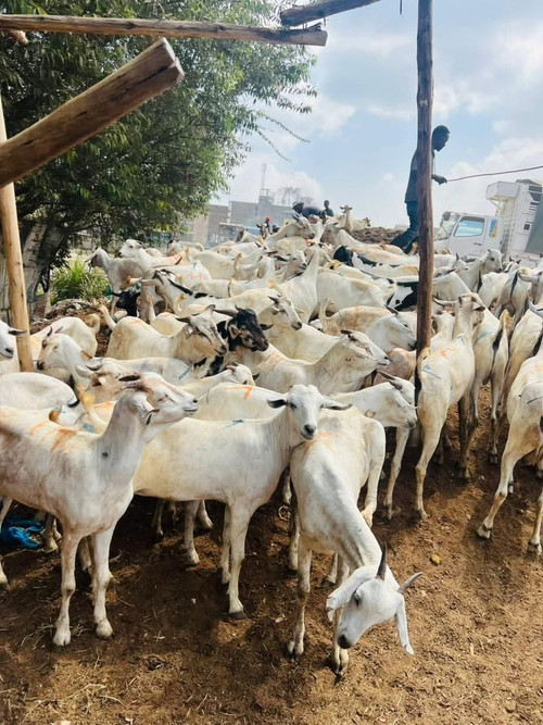 HE9js 4W0AE38nO?format=jpg.jpg