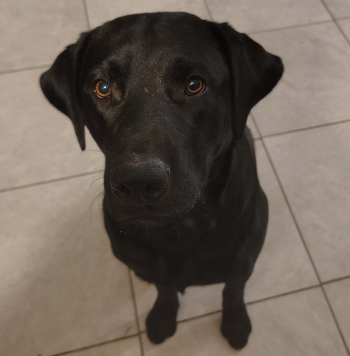 Maverick 14 months.jpg