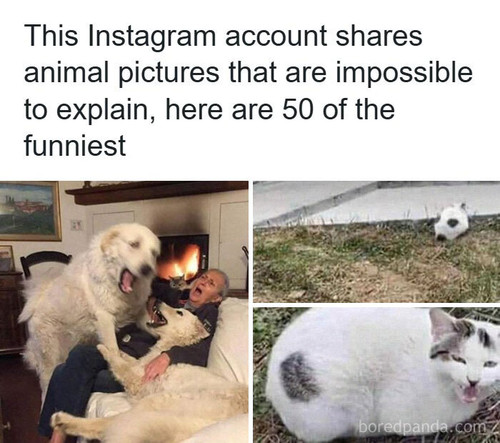 funny nonsense animal images.jpg