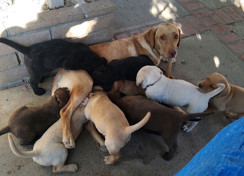 BaileyNursing.jpg