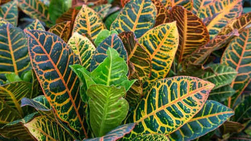 Croton Plant 1536x864.jpg