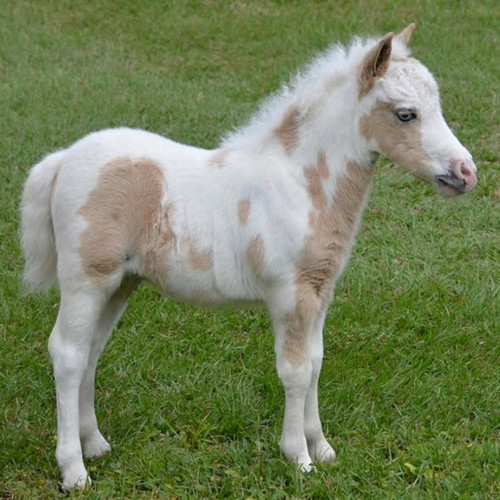 Mini Ponies Perfect Companions for Small Farms.jpg