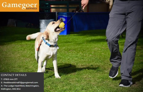 Gamegoer kennels.jpg