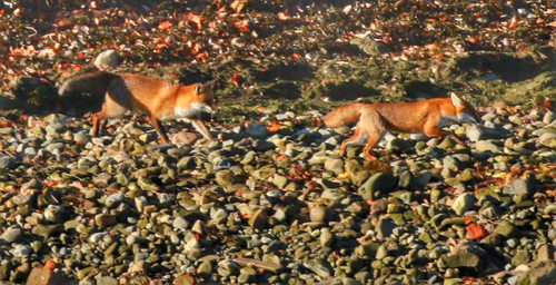 HE66nm WQAA5wA ?format=jpg.jpg