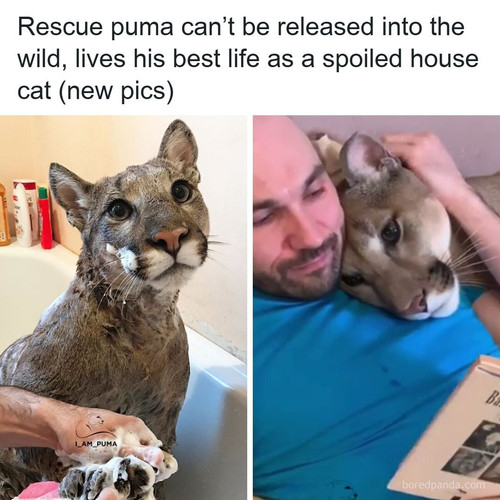 zoo rescued puma house cat russia (1).jpg