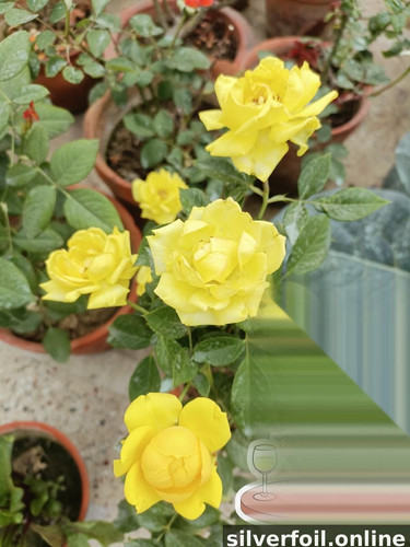 1c598bb088f2.jpg