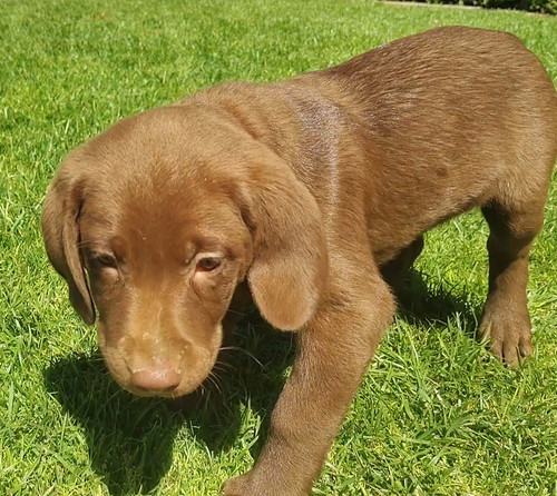 Ginger Choc pink collar female.jpg