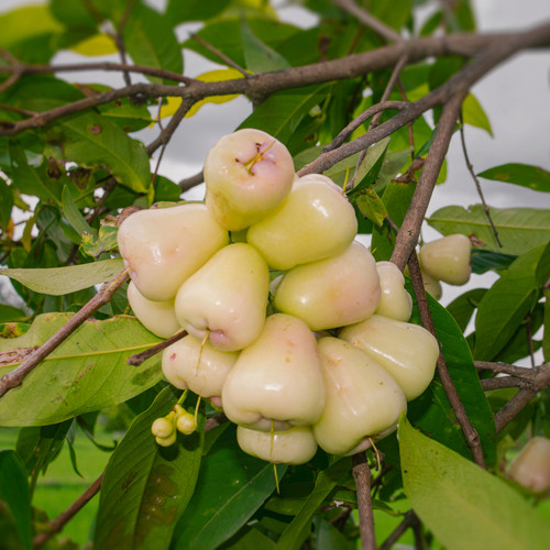 Water Apple White 1 2.jpg