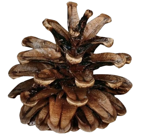 image removebg preview (2).png