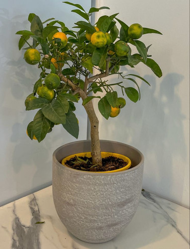 lemon tree.jpg