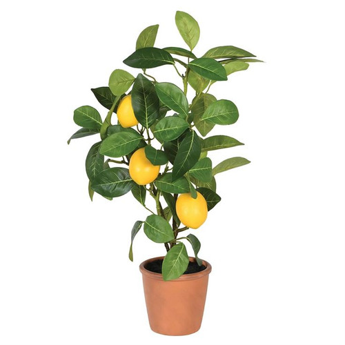 Citrus limon.jpg