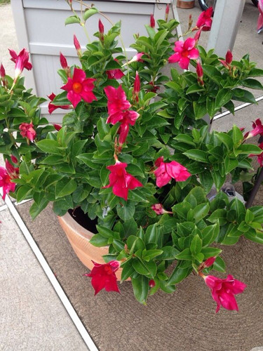 MANDEVILLA by Garden Answers Plant Id.jpg