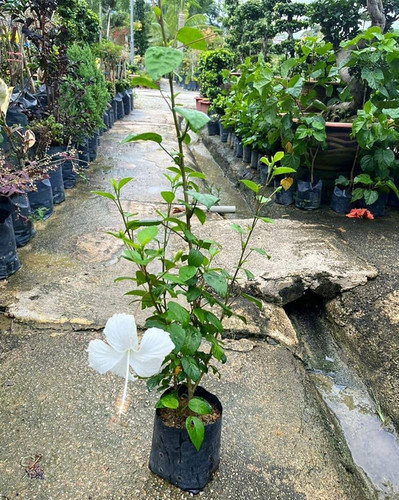 81jw0 GVDGL. AC UF1000,1000 QL80 .jpg