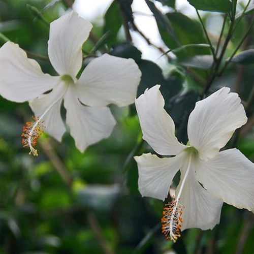 pg hibiscus white desi.jpg