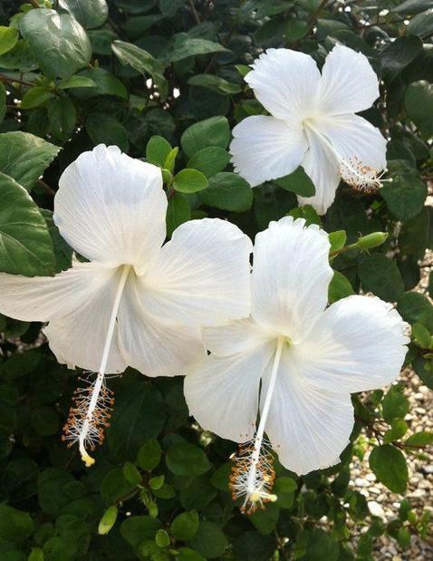 13418833 c444 4644 93e7 45661595d3b7.jpg