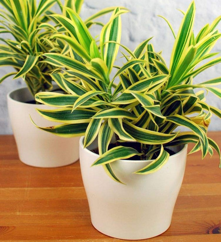 61H46bMnceL. SL1024 .jpg