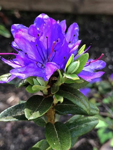 no perennial yes blue azalea dou (1).jpg