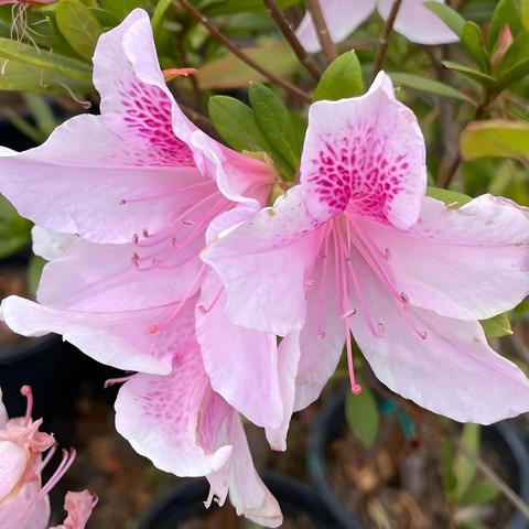 no perennial yes mix azalea doub.jpg