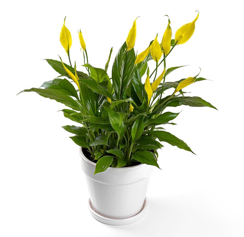 71lrZOtKAhL. SL1500 .jpg