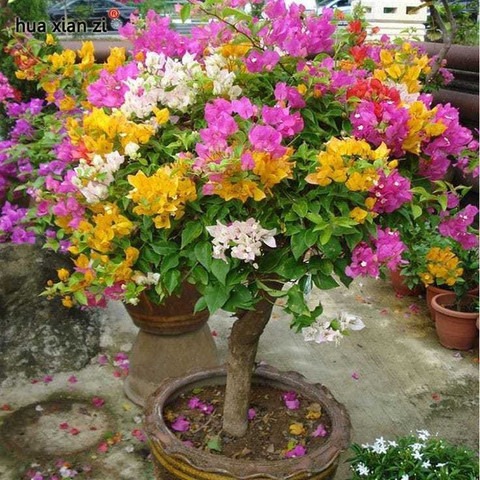 no perennial yes bu01 1 rainbow.jpg