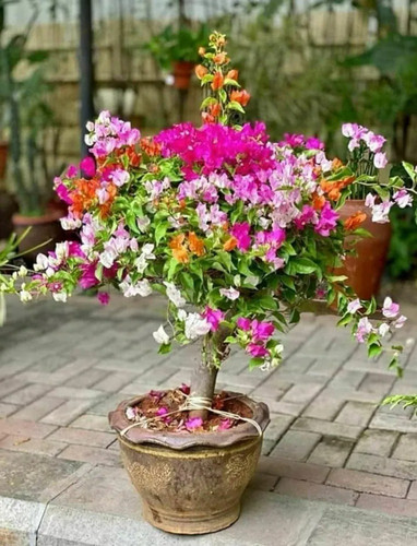 greenzilla multicolor bougainvil.jpg