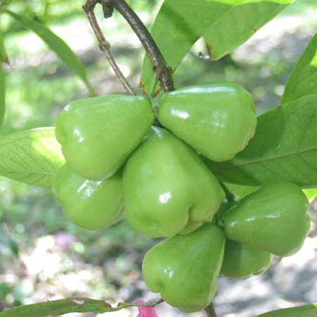 GreenWaterApplePlants 450x450.jpg