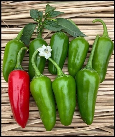 97 bullet chilli seed hybrid hot.jpg