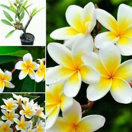 no perennial yes white colour plumeria flower live plant champa original imah9dcpxpkcd7yd.jpg