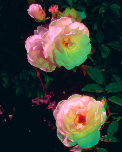 white roses LR.jpg