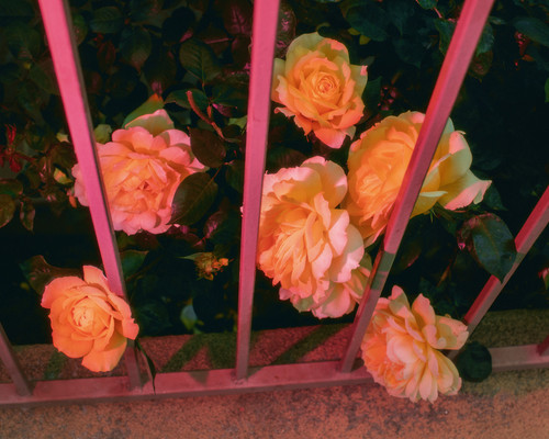 yellow roses small.jpg