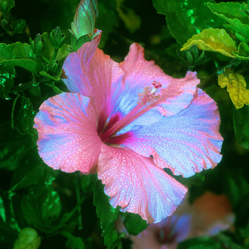 pink hibiscus small.jpg