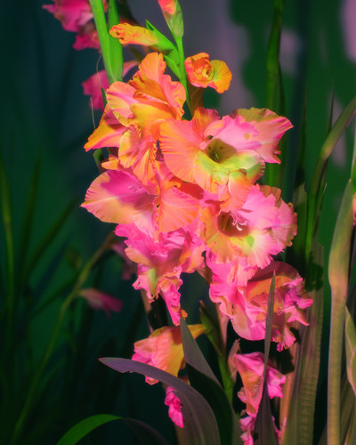gladiolus 1 resized for IG LR.jpg