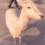 1000102400.gif