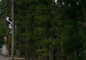 right trees.jpg