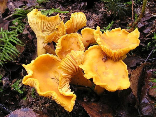 5442058d2461.jpg