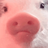 IMG 1691.gif